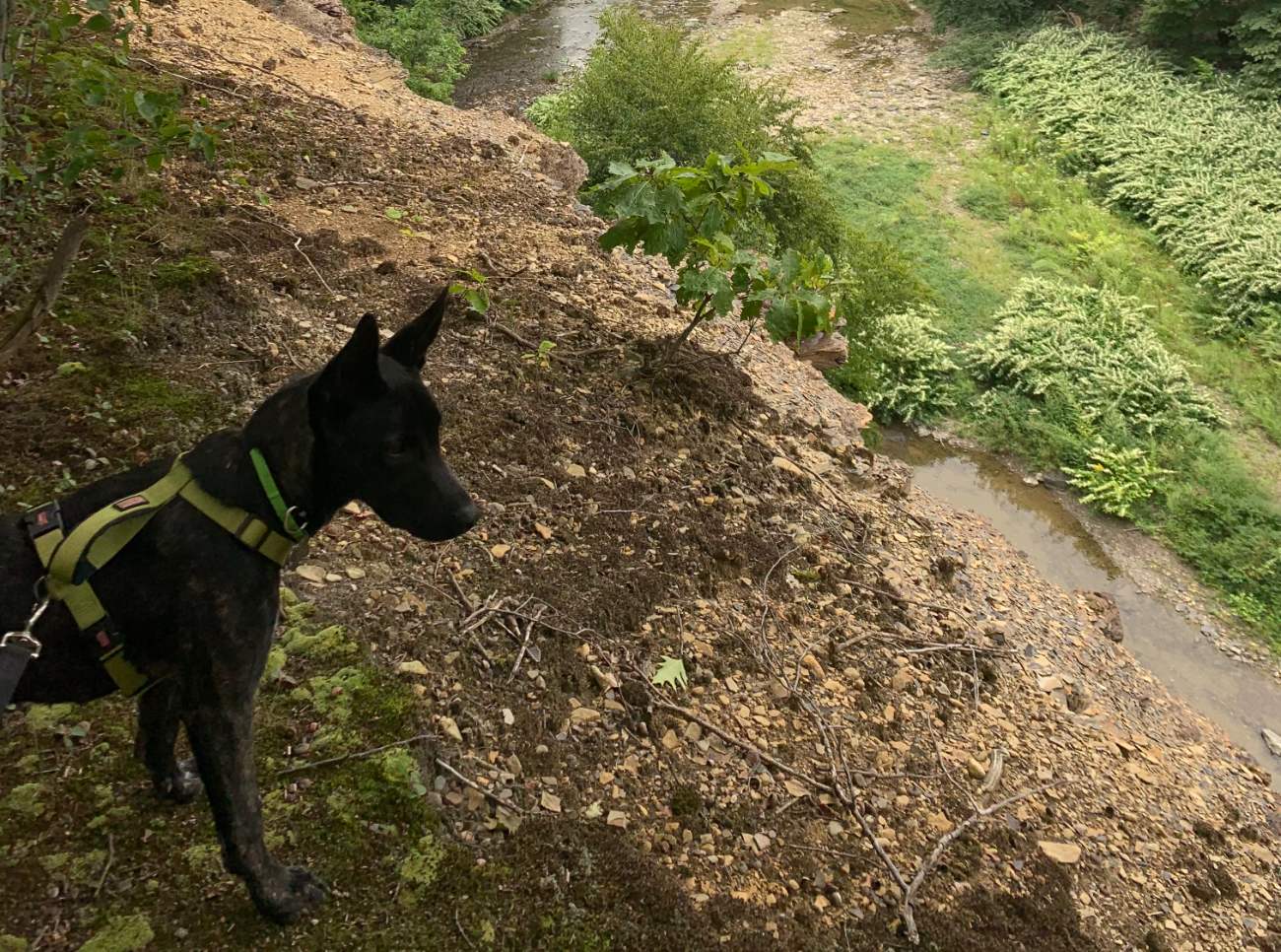 dogs in the Mad River Valley