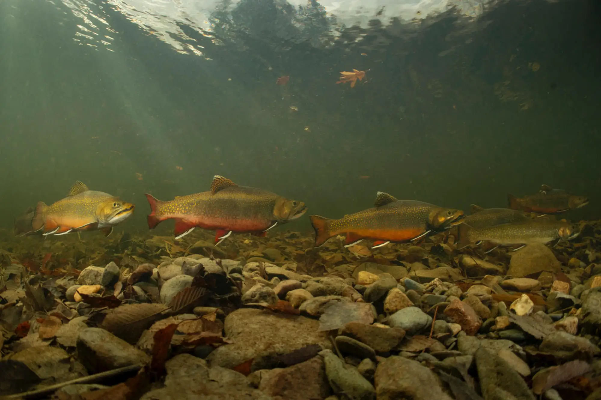 fishing in the Mad River Valley